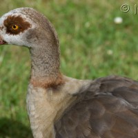 Egyptian Goose